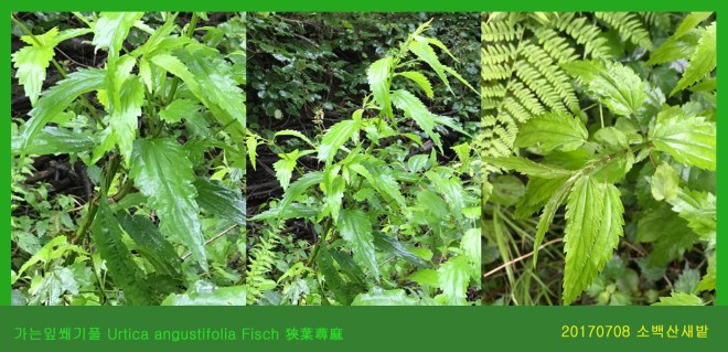 가는잎쐐기풀 0708-2017 소백산새밭(한)002.jpg