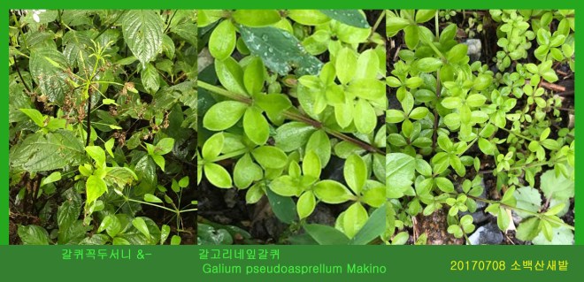 갈퀴꼭두서니 0708-2017 소백산새밭(한)075.jpg