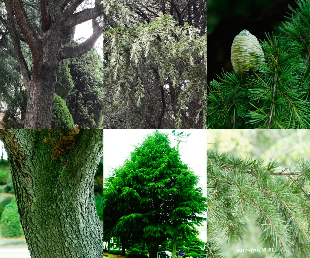 개잎갈나무 0701-2017 원광대