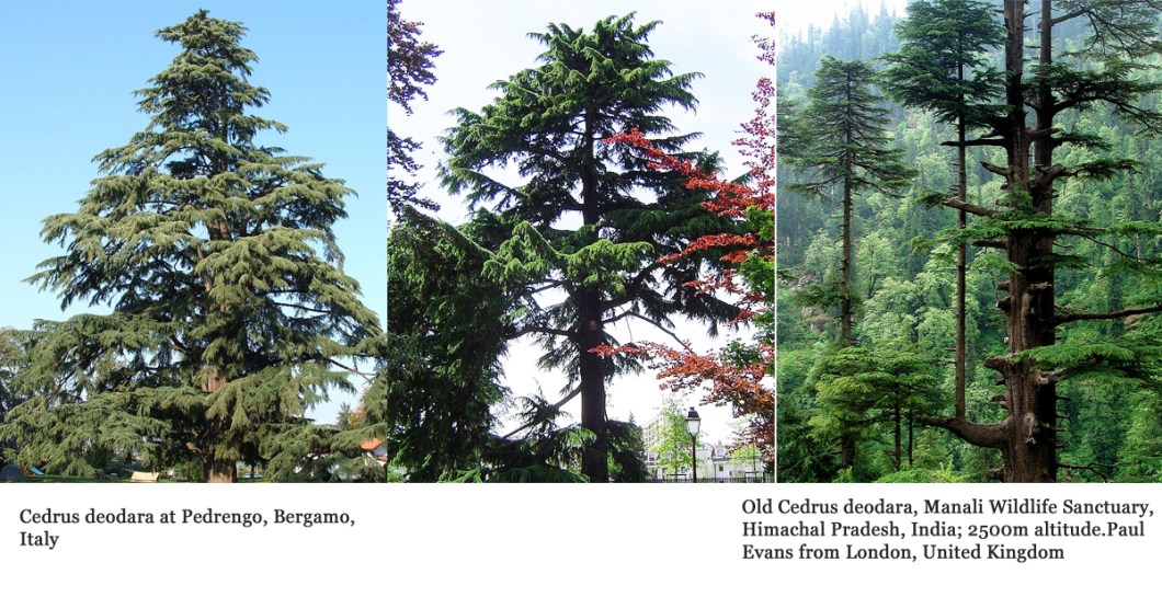 개잎갈나무 0701-2017 int.jpg