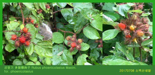 곰딸기곰딸기 多腺懸鉤子 Rubus phoenicolasius Maxim. for.jpg