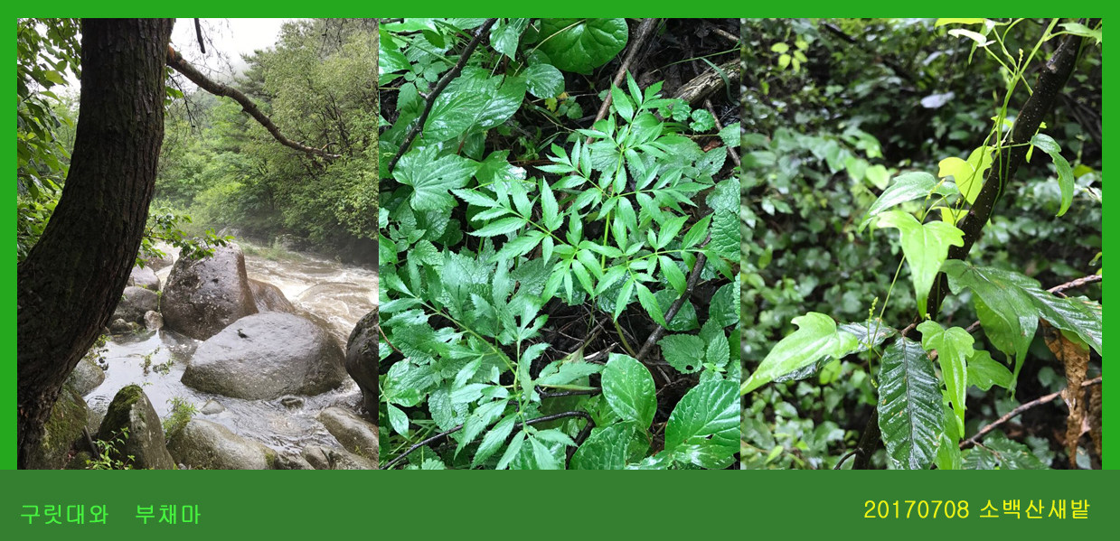 구릿대 0708-2017 소백산새밭(한)194.jpg