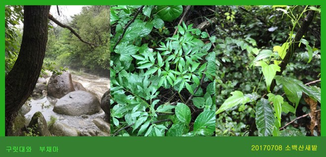 구릿대 0708-2017 소백산새밭(한)194.jpg