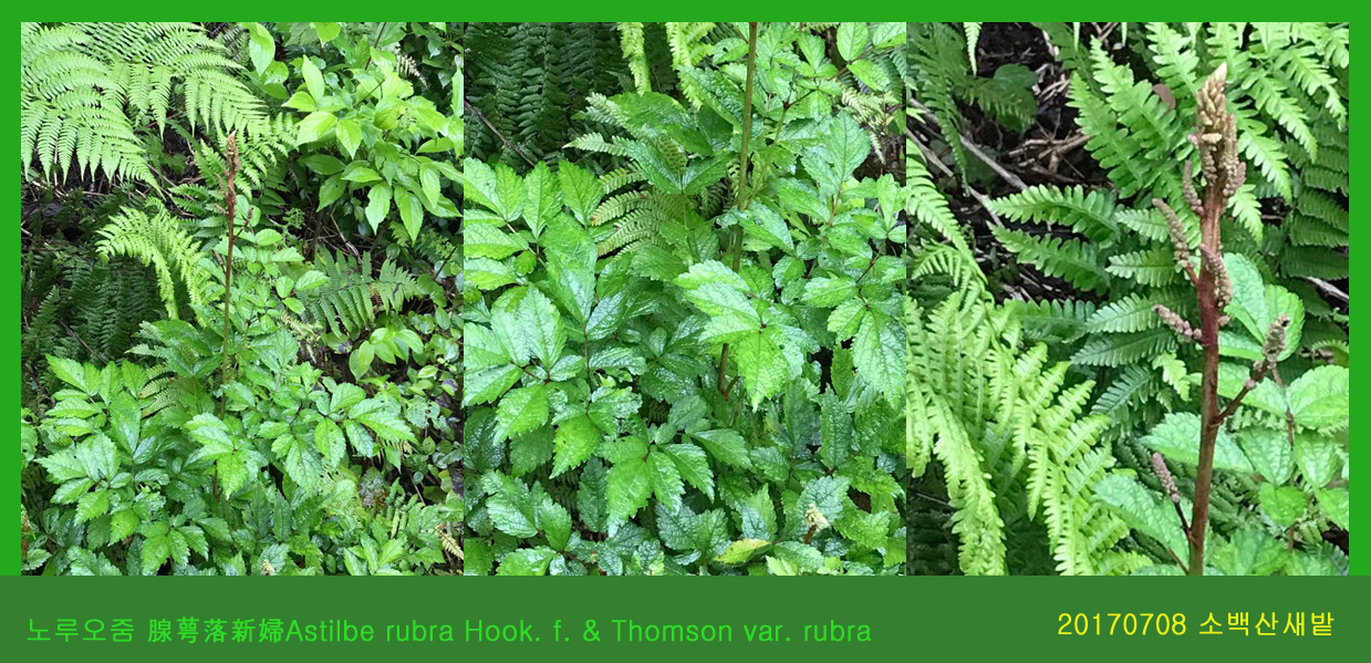 노루오줌 0708-2017 소백산새밭(한)001.jpg