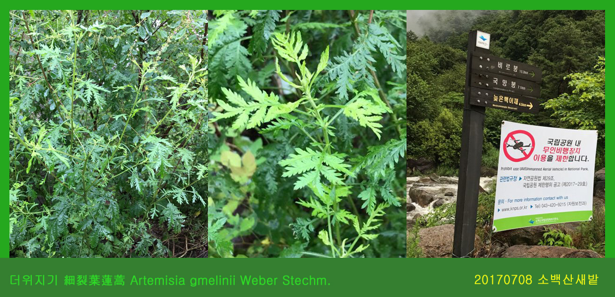 더위지기 0708-2017 소백산새밭(한)01