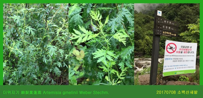 더위지기 0708-2017 소백산새밭(한)01