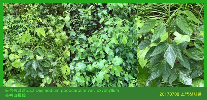 도둑놈의갈고리  0708-2017 소백산새밭(한)000.jpg