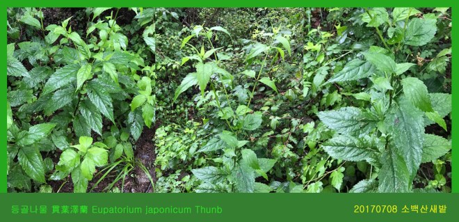 등골나물  0708-2017 소백산새밭(한)003.jpg