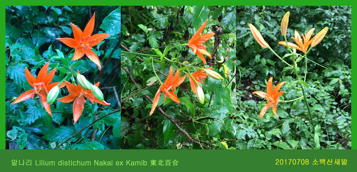 말나리 0708-2017 소백산새밭(한)01