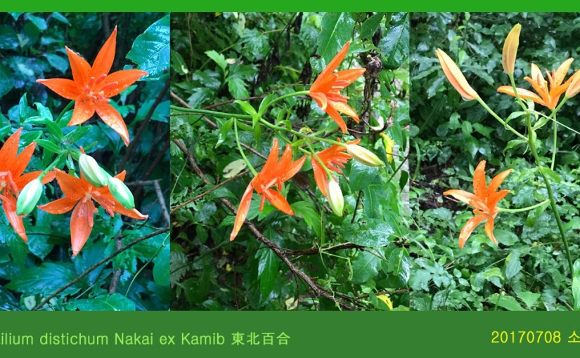 2017-0708 소백산 새밭식물탐사