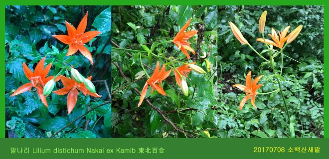 말나리 0708-2017 소백산새밭(한)01