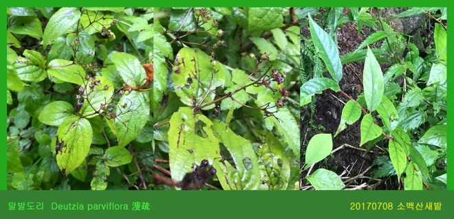 말발도리 0708-2017 소백산새밭(한)000