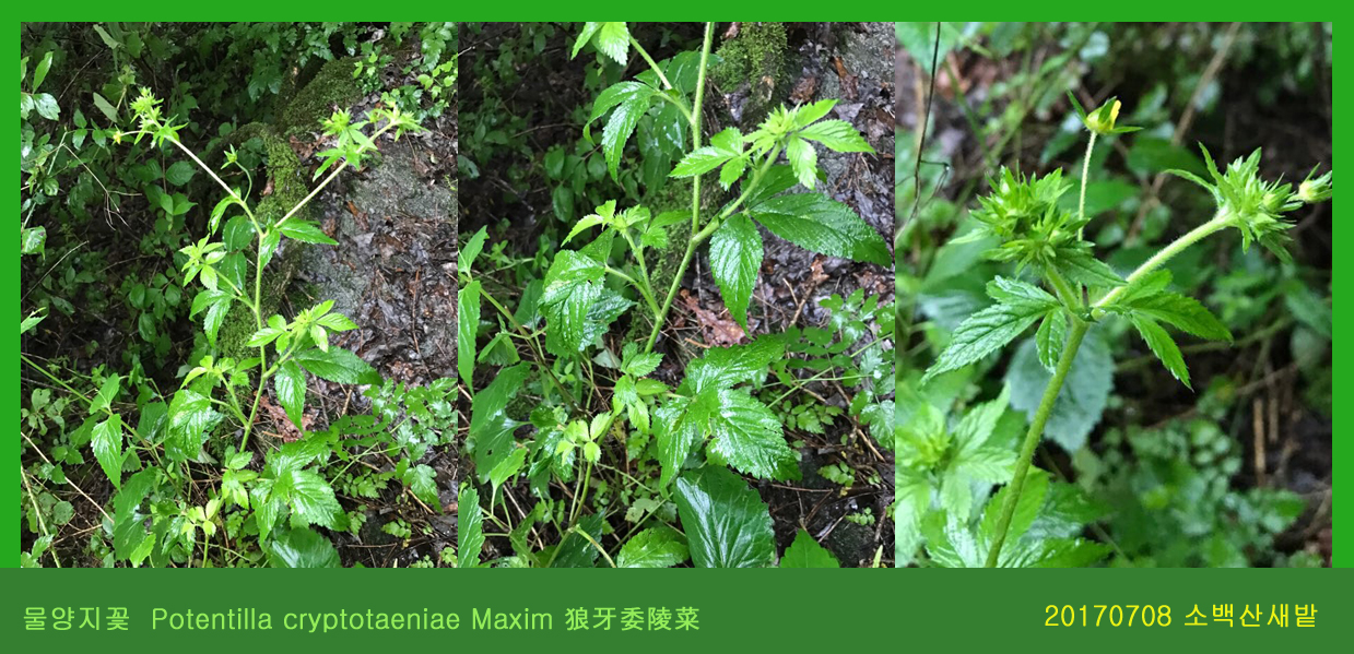 물양지꽃  0708-2017 소백산새밭(한)000.jpg