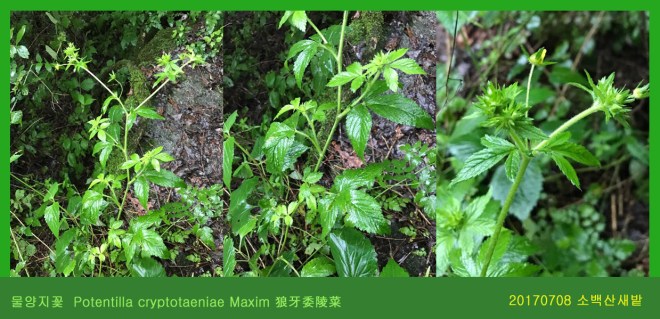 물양지꽃  0708-2017 소백산새밭(한)000.jpg