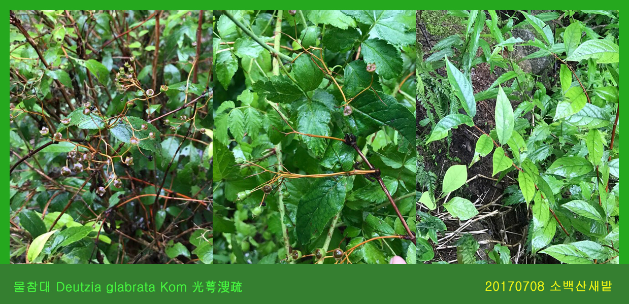 물참대 0708-2017 소백산새밭(한)007.jpg