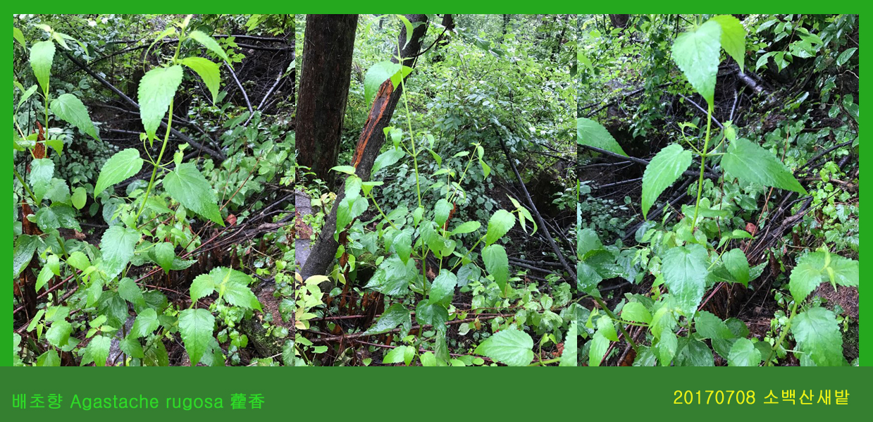 배초향  0708-2017 소백산새밭(한)01.jpg