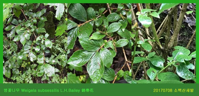 병꽃나무  0708-2017 소백산새밭(한)01.jpg