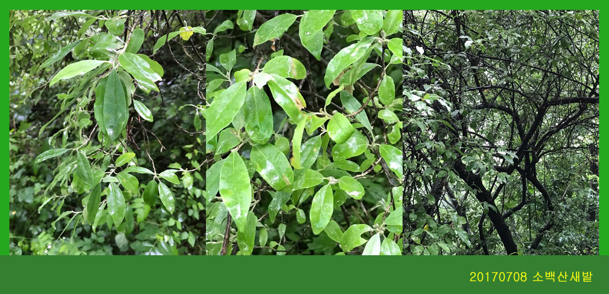 보리장나무 0708-2017 소백산새밭(한)001
