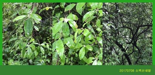 보리장나무 0708-2017 소백산새밭(한)001