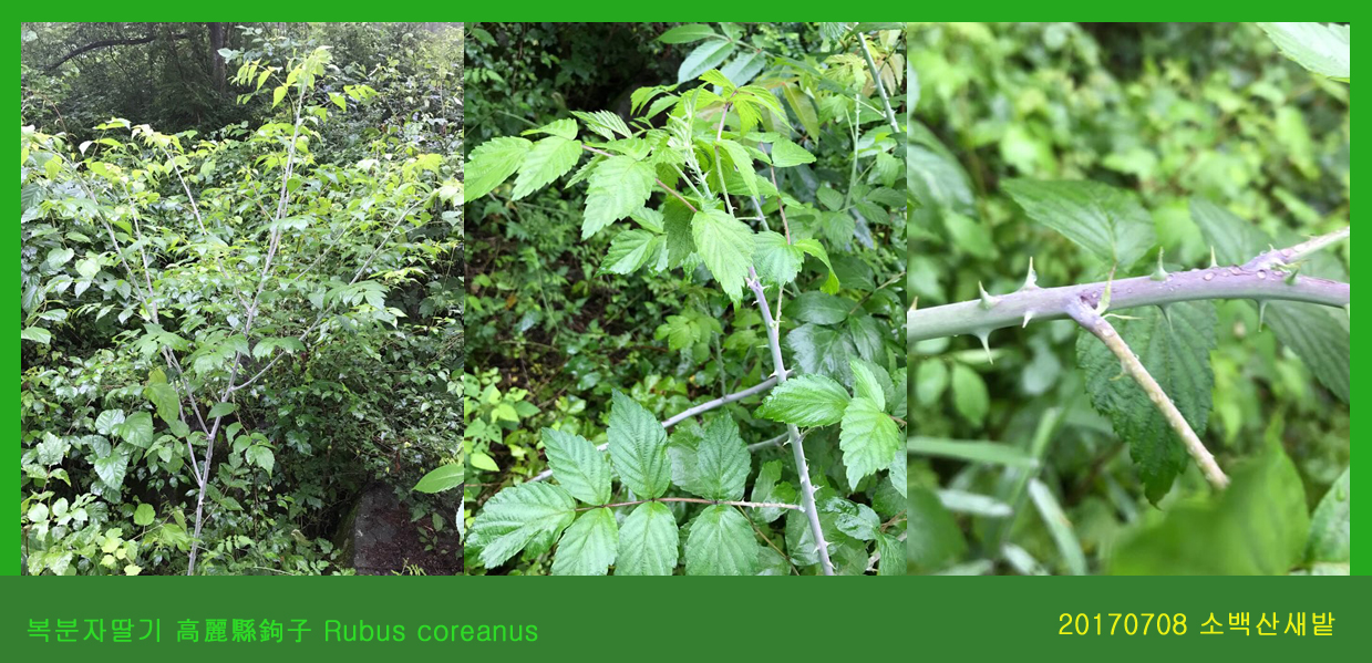 복분자딸기  0708-2017 소백산새밭(한)001.jpg