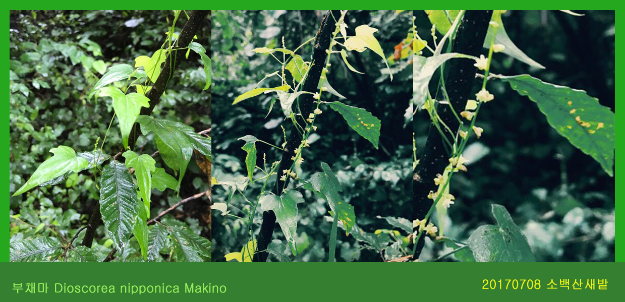 부채마  0708-2017 소백산새밭(한)002-1.jpg