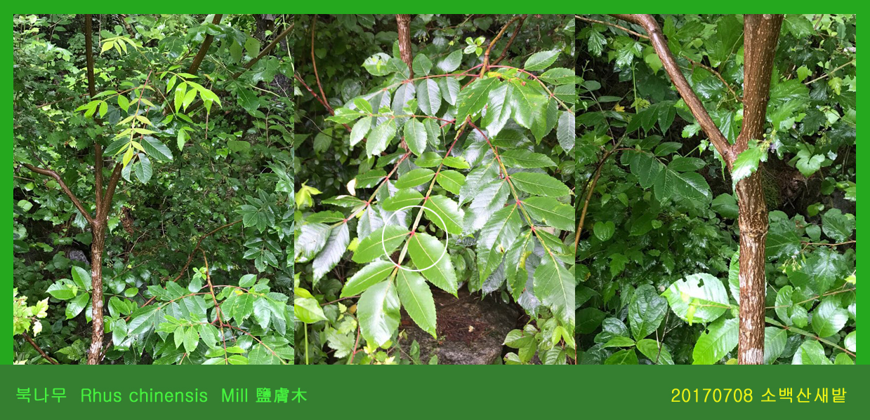 북나무 0708-2017 소백산새밭(한)01.jpg