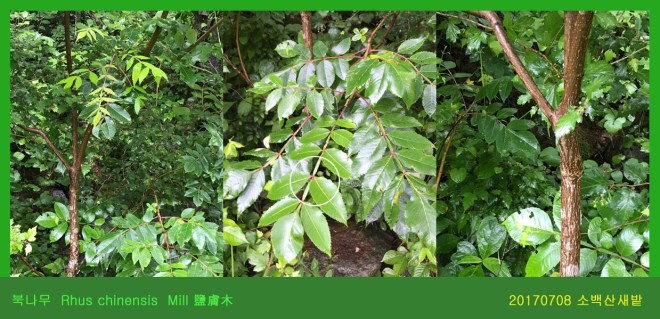 북나무 0708-2017 소백산새밭(한)01.jpg