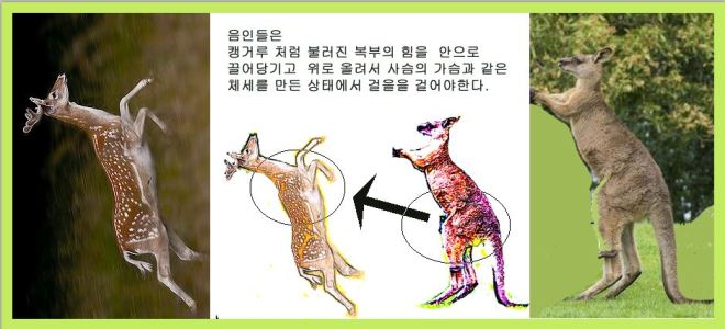 사슴캥거루.JPG