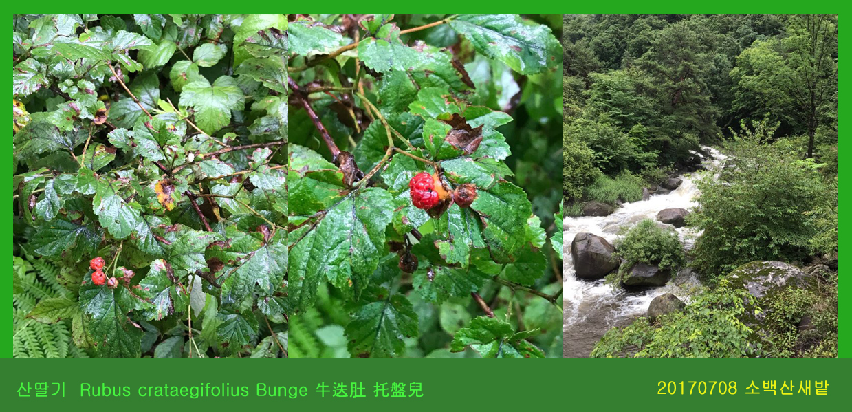 산딸기 0708-2017 소백산새밭(한)001