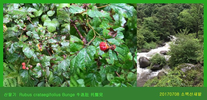 산딸기 0708-2017 소백산새밭(한)001