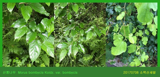 산뽕나무 0708-2017 소백산새밭(한)01