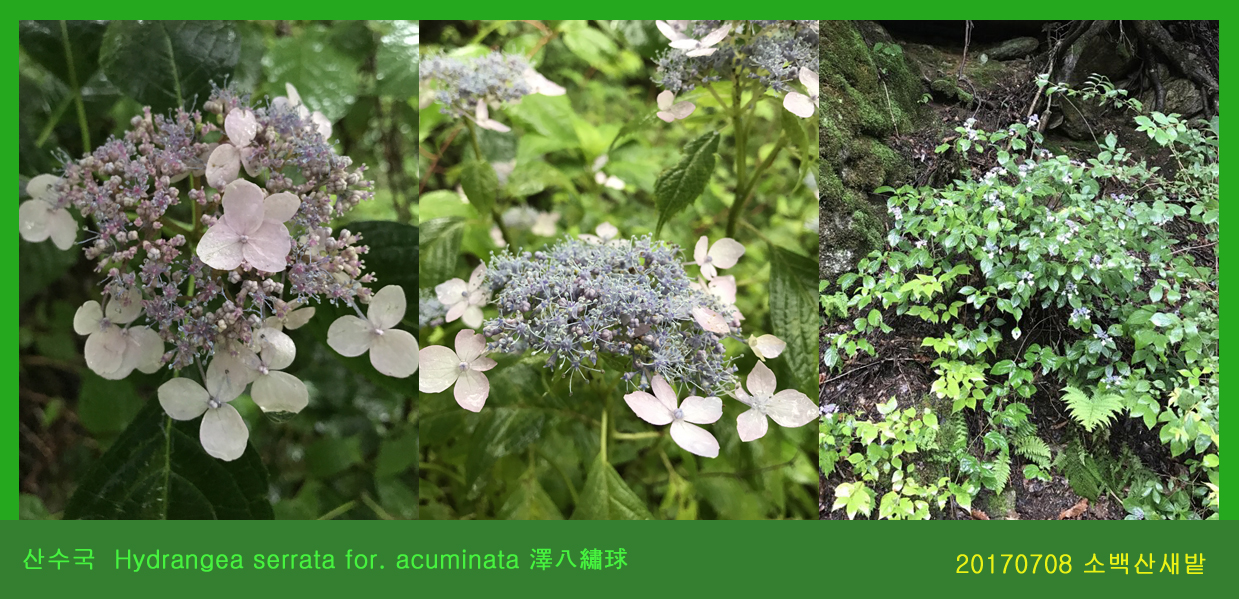 산수국  0708-2017 소백산새밭(한)03.jpg