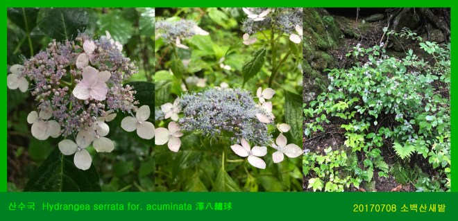 산수국  0708-2017 소백산새밭(한)03.jpg