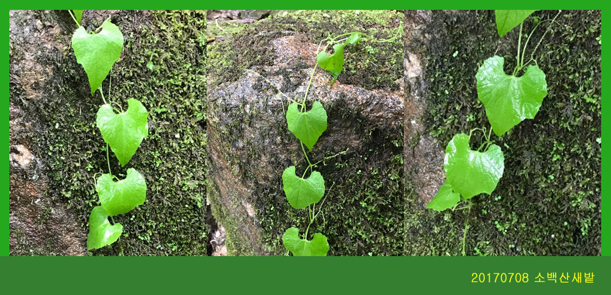 새박 0708-2017 소백산새밭(한)004.jpg