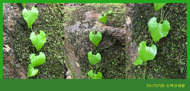 새박 0708-2017 소백산새밭(한)004.jpg