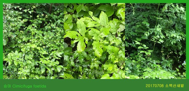 승마  0708-2017 소백산새밭(한)001.jpg