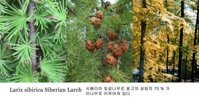 시베리아 낙엽송.jpg