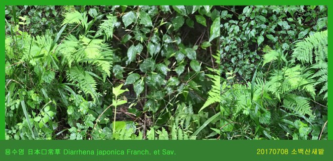 용수염 0708-2017 소백산새밭(한)191.jpg