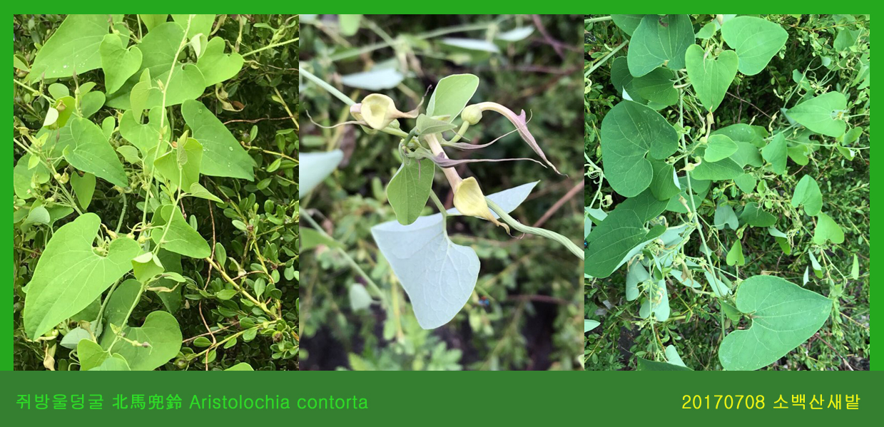쥐방울덩굴 0708-2017 소백산새밭(한)000