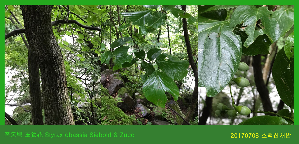 쪽동백  0708-2017 소백산새밭(한)001.jpg