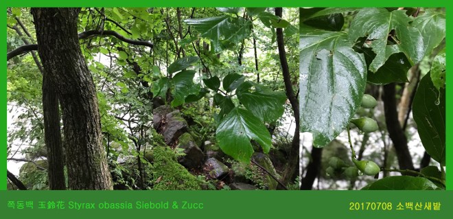 쪽동백  0708-2017 소백산새밭(한)001.jpg