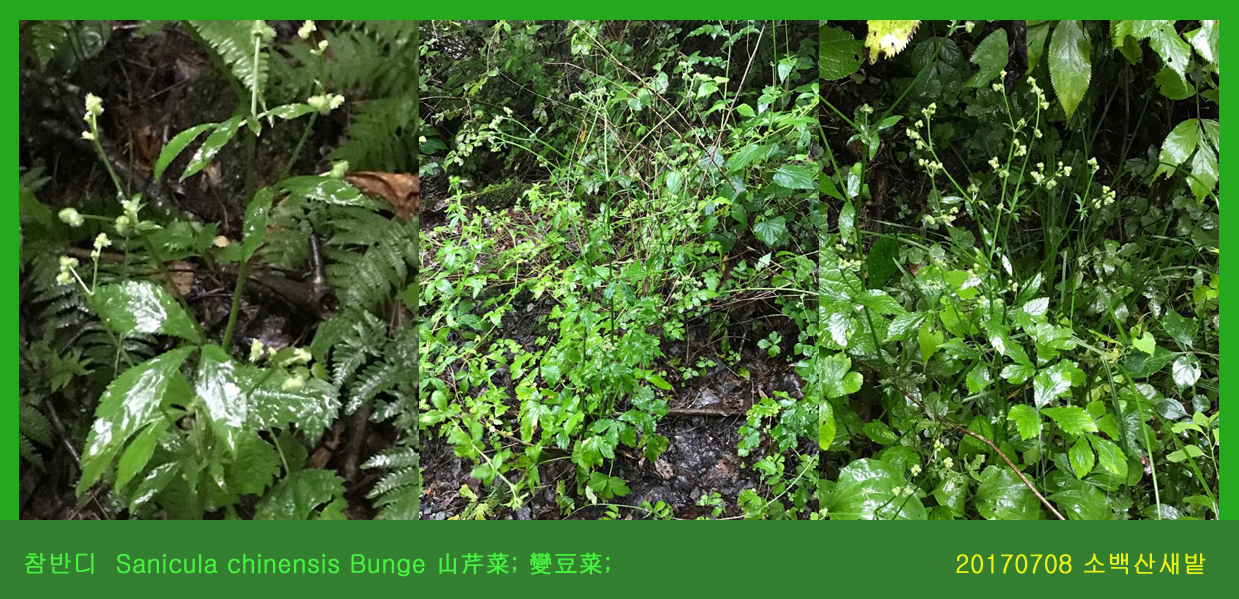 참반디  0708-2017 소백산새밭(한)000.jpg