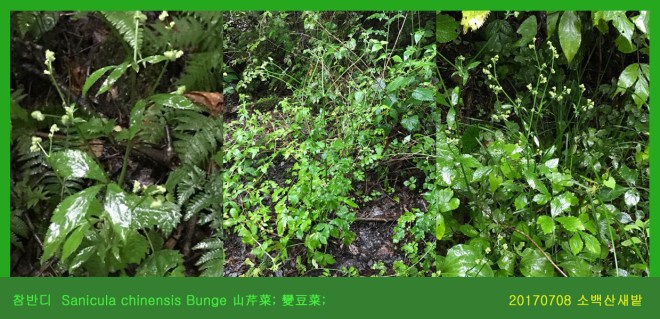 참반디  0708-2017 소백산새밭(한)000.jpg