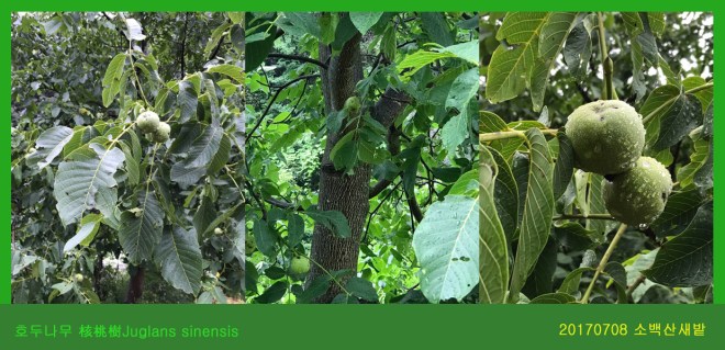 호두 0708-2017 소백산새밭(한)00
