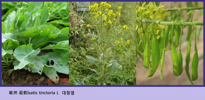 isatis indigofera.jpg