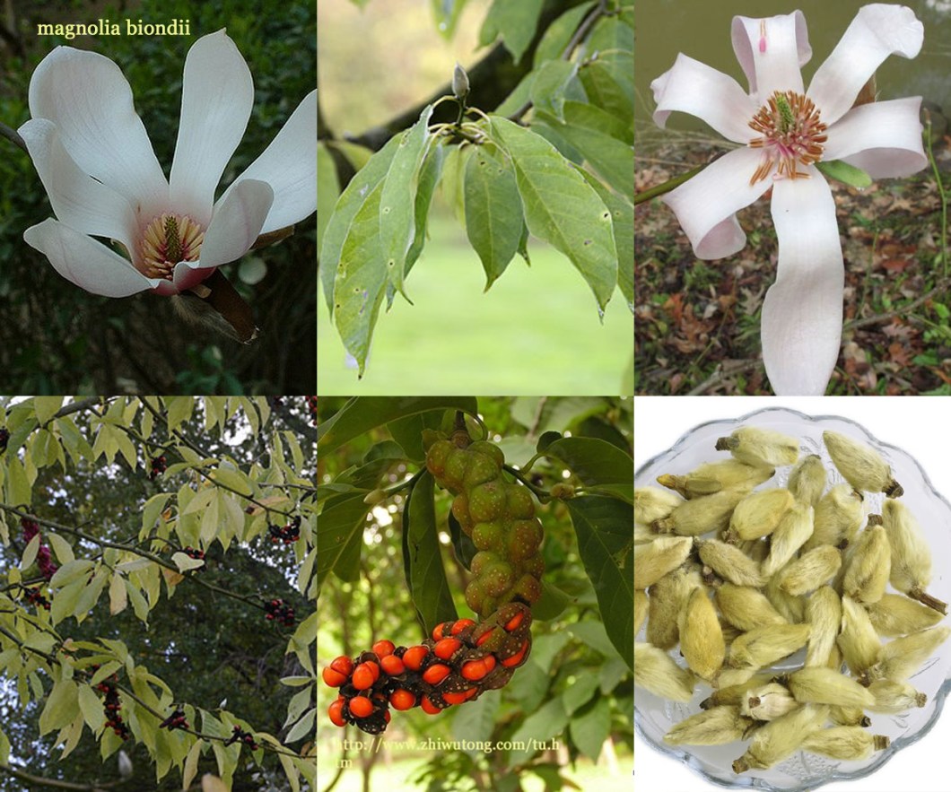 magnolia biondii.jpg