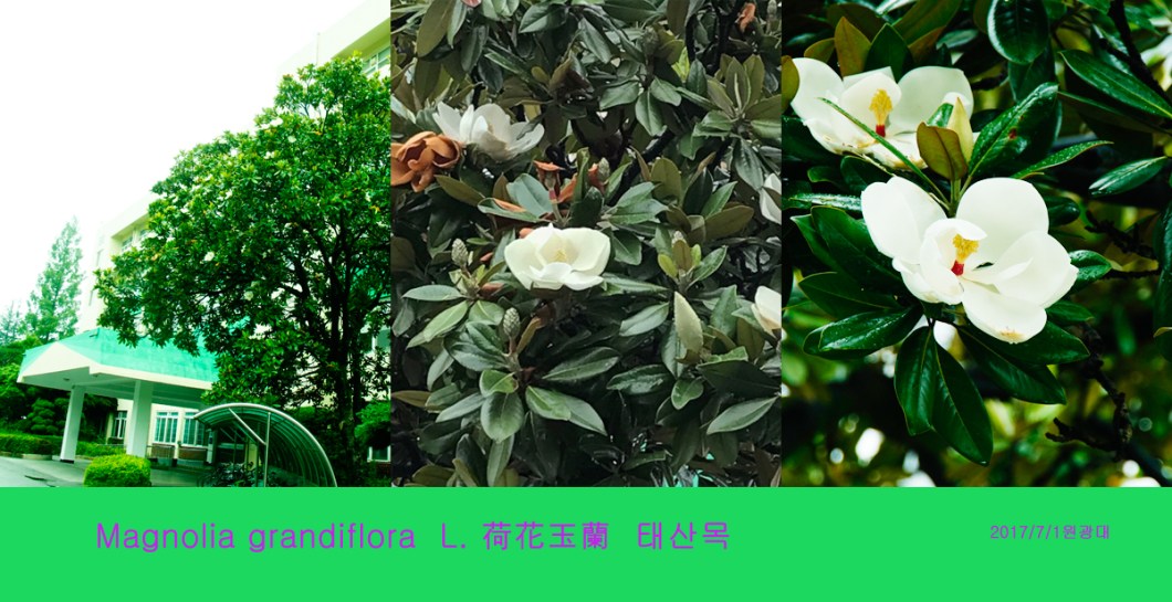 magnolia glandiflora 태산목.jpg