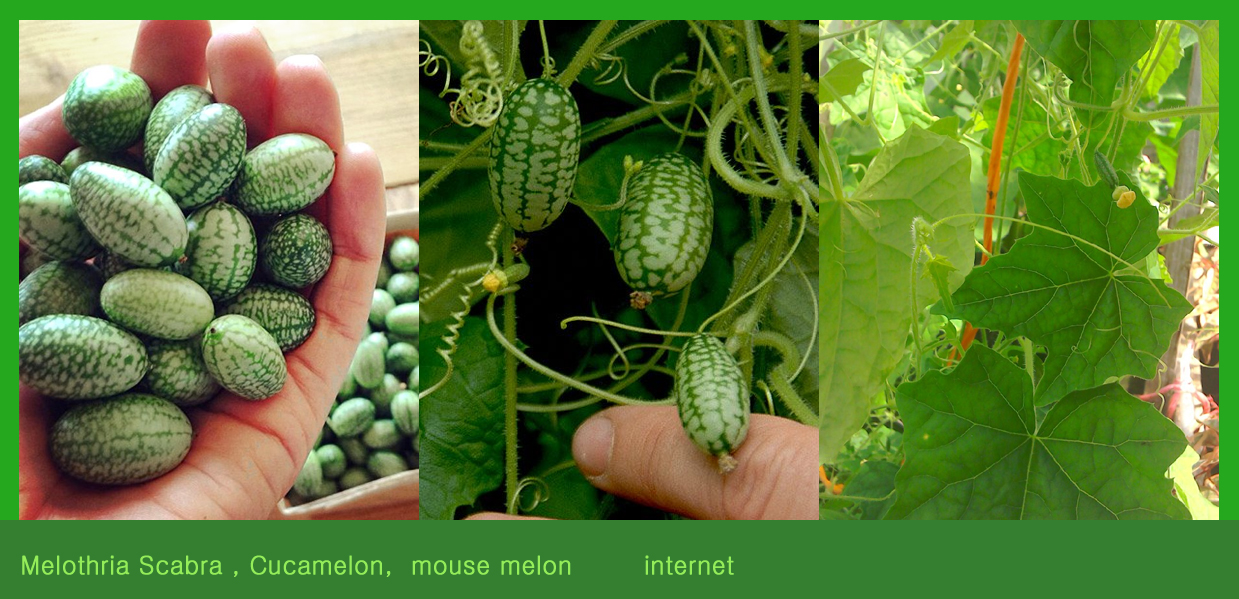 melothria scabra.jpg