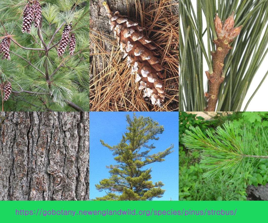 pinus strobus.jpg
