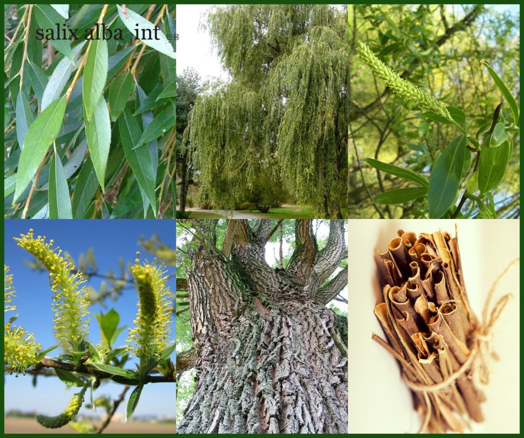 salix alba.jpg